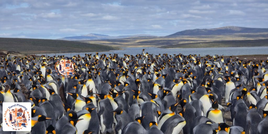 Emperor Penguins in the Falkland Islands